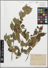 Foto von Salix pentandra L.